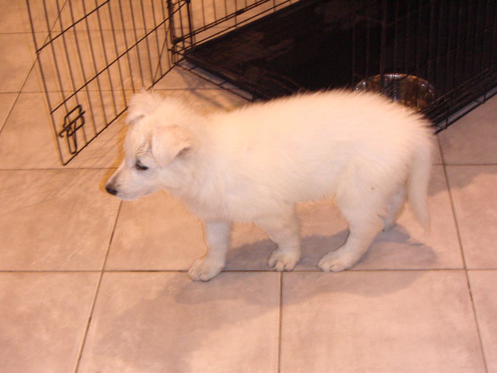 Maya du Domaine du Chêne au Loup