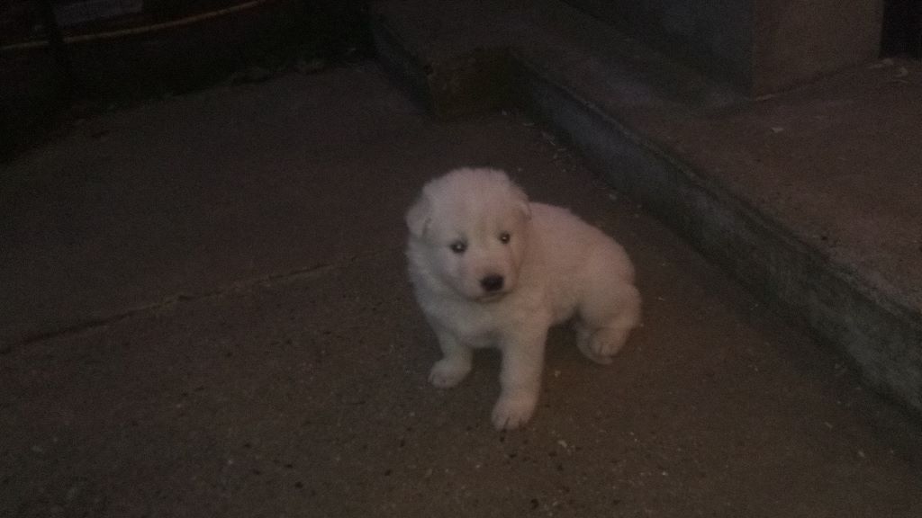 Du Domaine D'Aquilla - Berger Blanc Suisse - Portée née le 13/03/2019