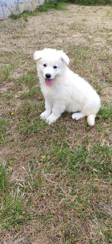 Du Domaine D'Aquilla - Chiots disponibles - Berger Blanc Suisse